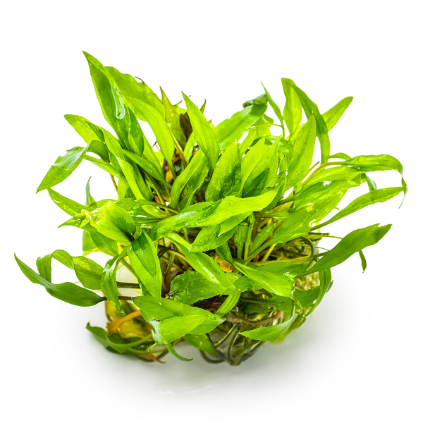 Cryptocoryne wendtii 'Green'